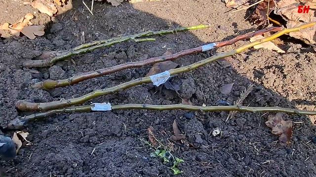 Как сохранить саженцы зимой