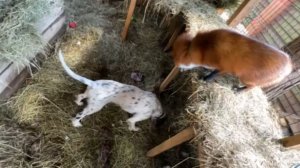 Лиса-Алиса. Честер и Игнис. Игра в прятки