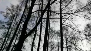 Сквозь деревья солнце глядя