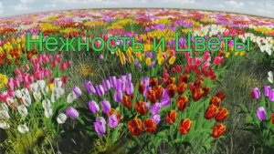 НЕЖНОСТЬ И ЦВЕТЫ