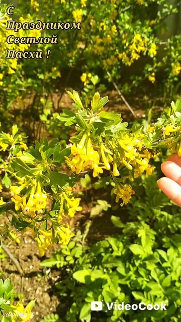 🫶 Любви, душевной теплоты и внутреннего сердечного сияния ✨✨✨)