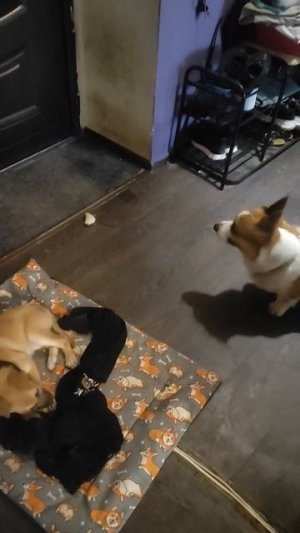 Отжали лежанку