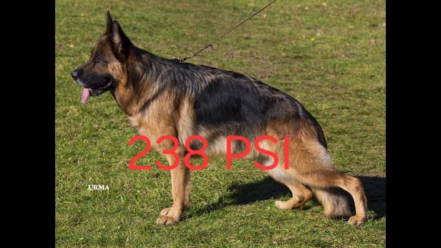 рубрика какая собака сильнее