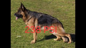 рубрика какая собака сильнее