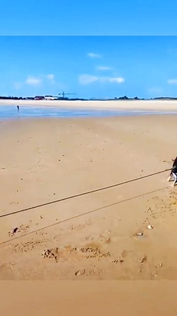 собачьи разборки