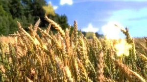 33 Притча - О тебе и о зерне