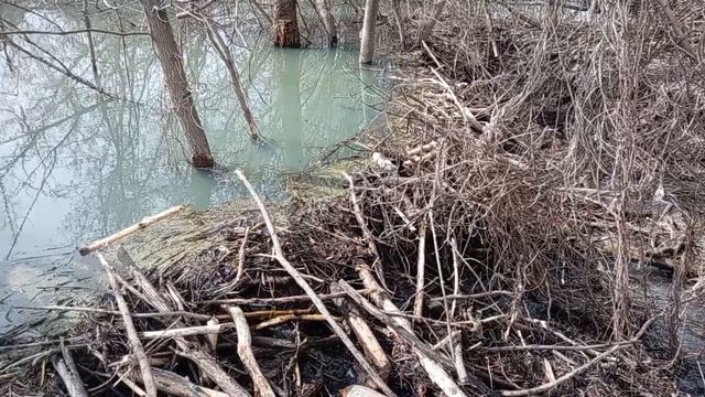 Иду за корнями лопуха, природа оживает. Бобровая платина. Рождение нового муравейника.