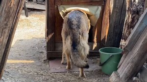 Голодающие детеныши