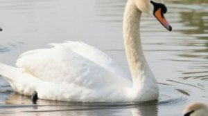 Лебедь на речке 11-04-2026