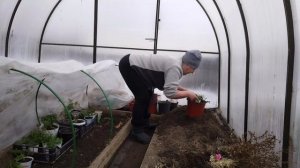 Пересадка цветов в кашпо.8 апреля 2026 год.