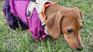 Веста на прогулке