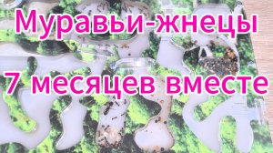 « Муравьи степной жнец (Messor structor), спустя 7 месяцев: расширяем жилище колонии!»