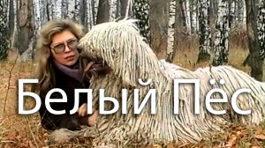 Белый Пёс.  Автор стихов и музыки Елена Лемехова. В кадре - комондор Витус Кастор'з Хаус.