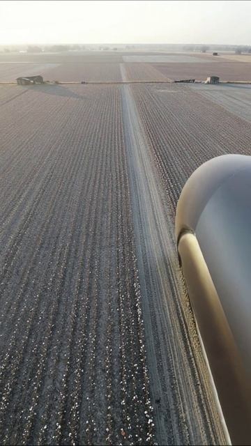 Красивая палитра хлопковых полей #природа #сельскоеХозяйство #качествоЖизни