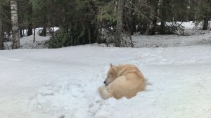 ОХОТА ЗА КОЛБОЙ.