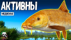 RF4 Они снова появились и активны #рр4