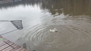 Поимки  форели !!!