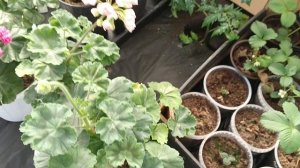 С праздником 🌹