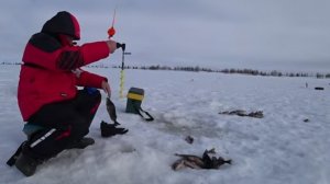 ПОПАЛИ НА ОКУНЕВЫЙ РАЙ!! КРАЙНЯЯ 4 КУСТ ЩУКА ТОЖЕ ЛОВИЛОСЬ!!!