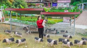 Использую повозку для перевозки коз на рынок, чтобы продать и купить новых поросят. Серия 85. Ли Фук