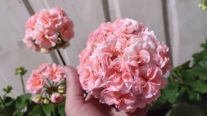 Сравнение пеларгоний MD Дуэт и Jägershus Börre