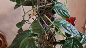 Цветы и жизнь