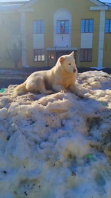 Поехал к Собаке чтоб отдать ее в Хорошие Руки