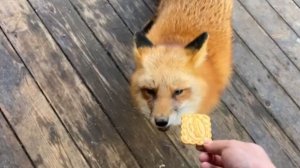 Лиса-Алиса. Честер с Игнисом разбудили лису