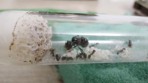 Жизнь муравьёв. 18 серия.