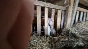 Телята едят сено