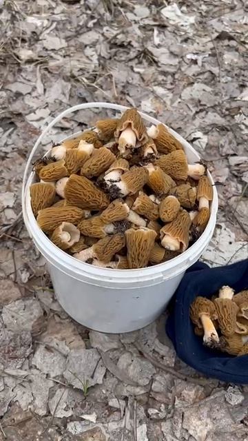 Немножко собрали грибов.