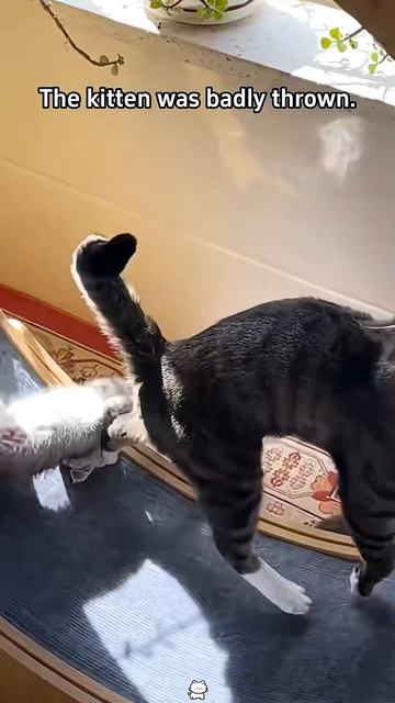 Фиговые кошко-матери🐈