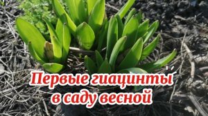 Первые гиацинты проклюнулись