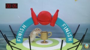 Хомяк выбирается из лабиринта! Он выбрал верный путь… 😱 3 часть