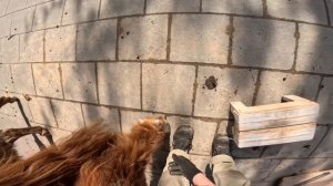 Тренинг шотландского бычка по имени Гаврюша в Московском зоопарке.