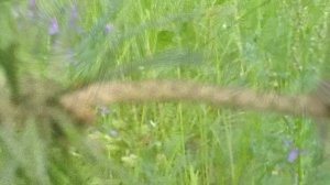 "Дорогою добра"  Ирина Сук  2020г