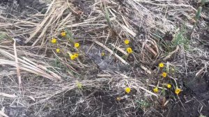 Еда и лес, поездка за город.