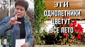 Беспроигрышные однолетние цветы цветущие все лето