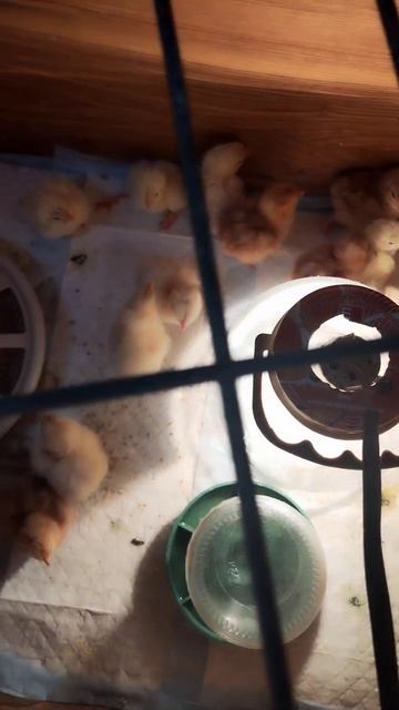 Пасхальные Малышарики.