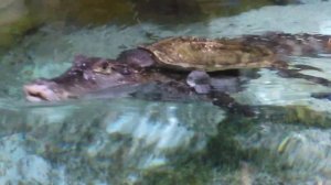 Москвариум Черепаха катается на крокодиле