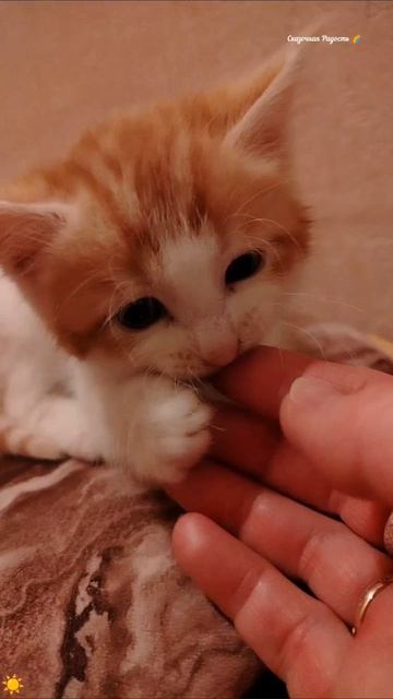 #кот #сем #обзор #милый #рыжий  #2026год