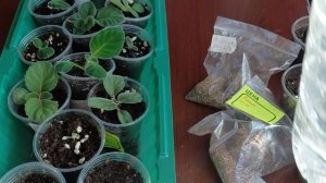 Глоксиния: посадка проснувшихся и 5-мм клубней