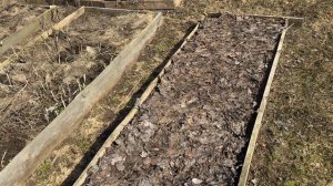 11.04.26 влог: цветы посеяла, елку подстригла