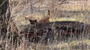 Рыжик то шкуру найдёт то череп