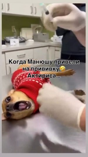 Прикол