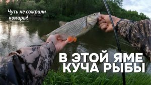 В этой яме куча рыбы! Рыбалка на спиннинг, ловля жереха голавля окуня судака!