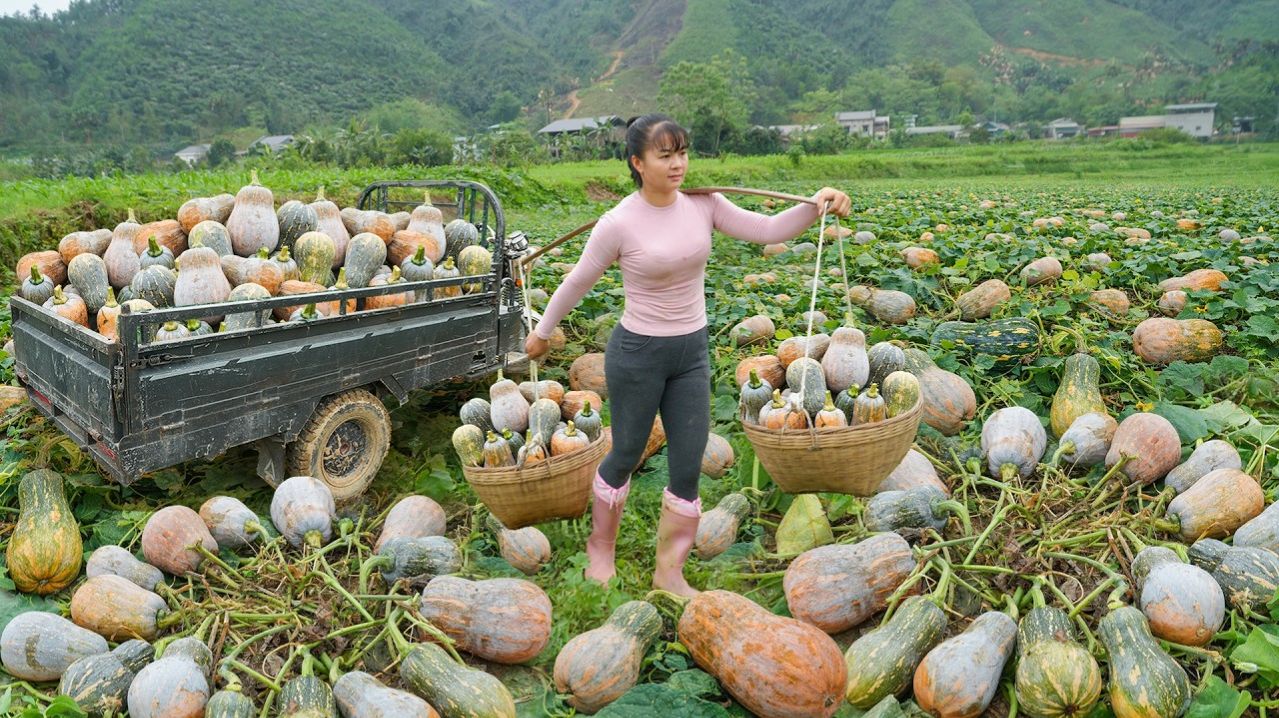 Фуонг нарвала тыквы, выращенной на поле. Много тыквы отправляется на рынок на продажу.