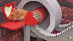 Хомяк выбирается из лабиринта! Он выбрал верный путь… 😱 6 часть