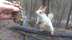 Белки. Подборка за последнюю неделю