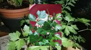 Моменты нескольких дней!!! Мои покупки!
Благодатный огонь 🔥